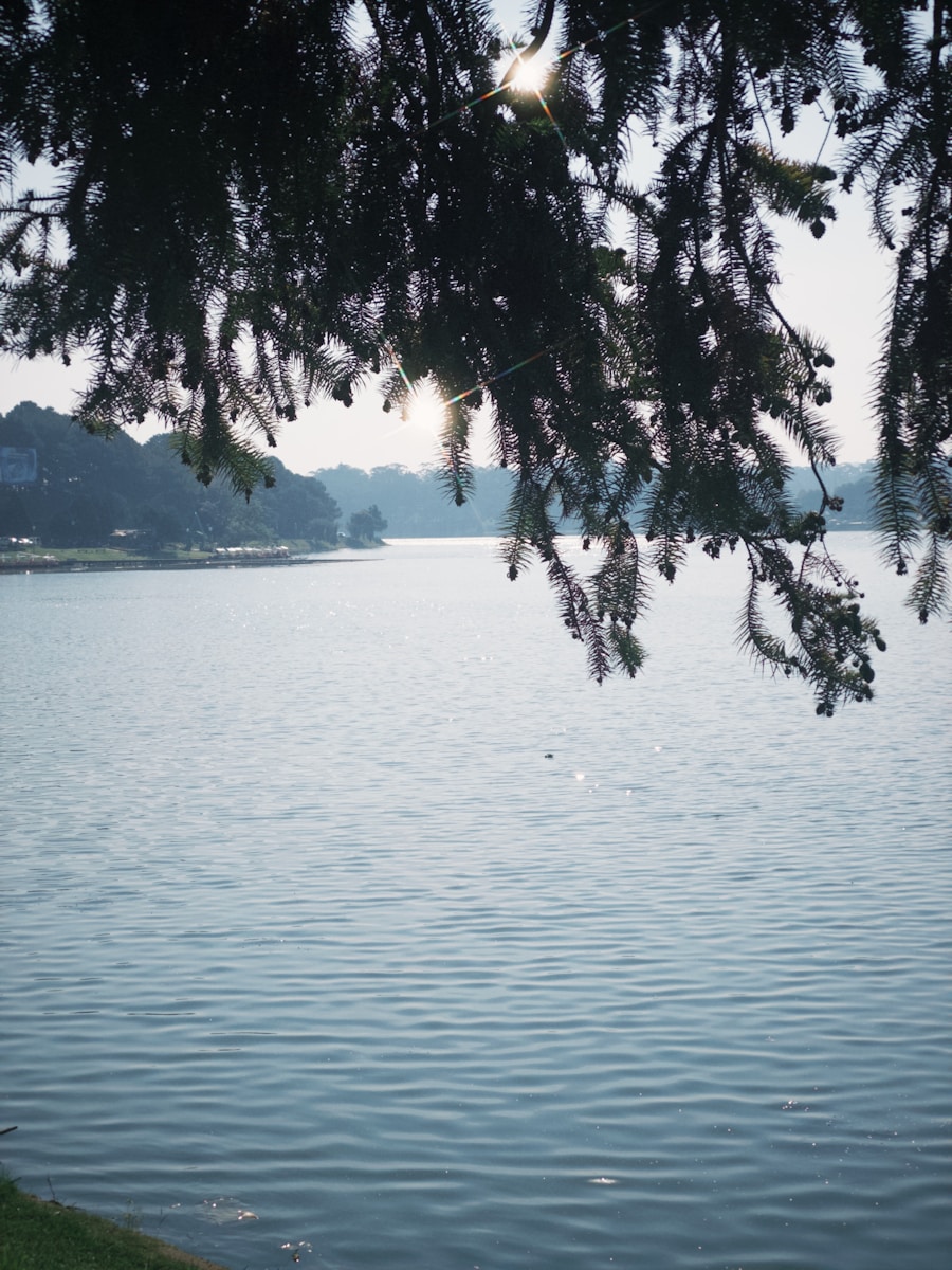a tree branch hanging over a body of water